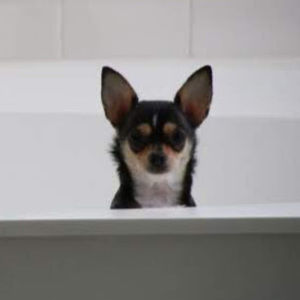 Meet your Posher, Tess